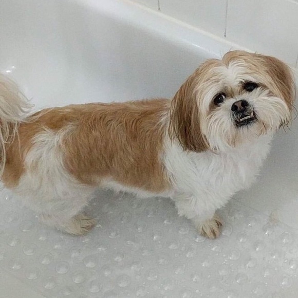 Meet your Posher, Sunshine - Picture 2 of 2